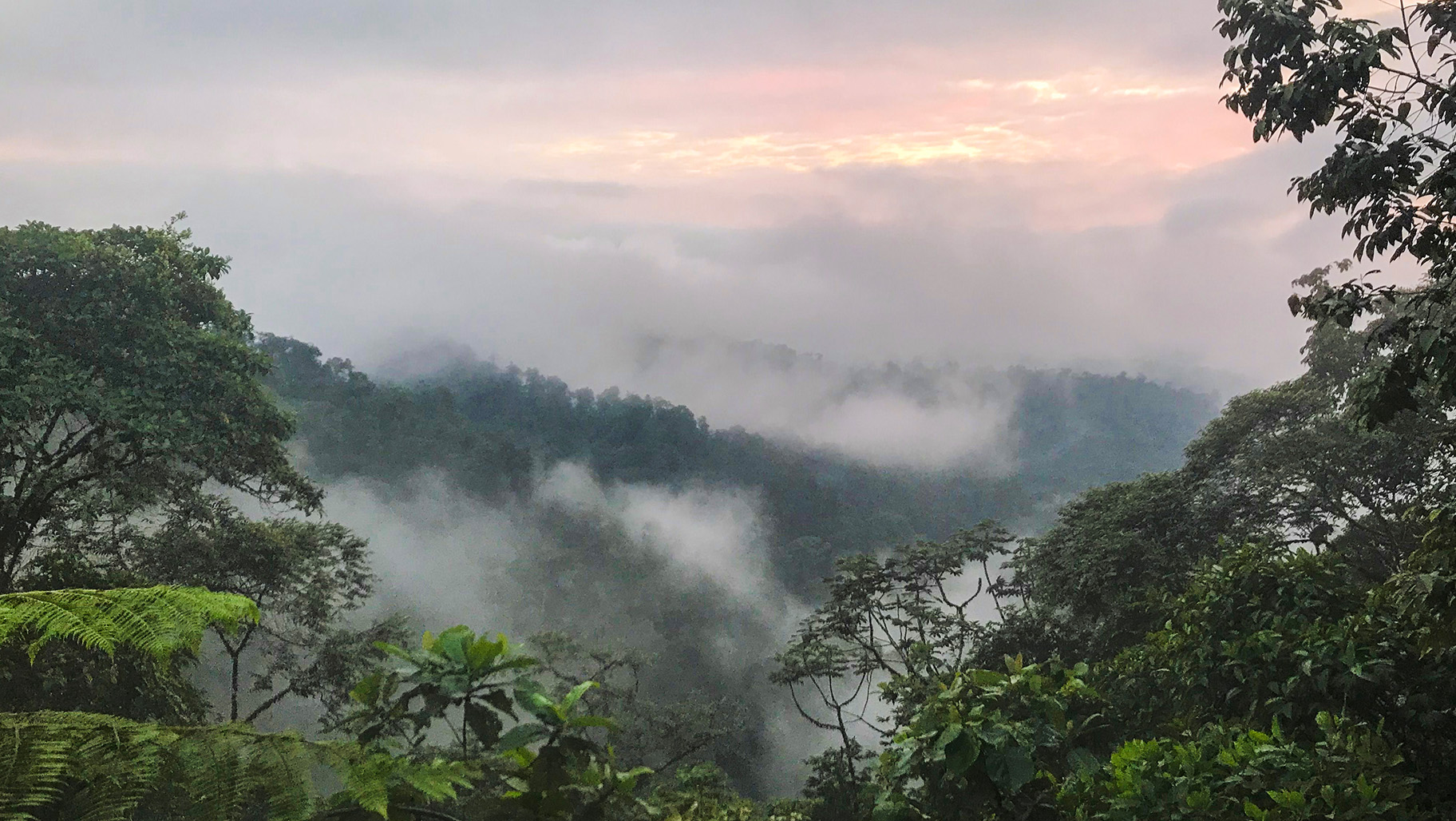 What Can an Energy Company Learn from a Cloud Forest? | NRG Energy